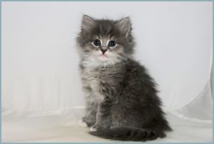 Female Siberian Kitten from Deedlebug Siberians